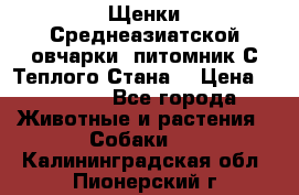 Щенки Среднеазиатской овчарки (питомник С Теплого Стана) › Цена ­ 20 000 - Все города Животные и растения » Собаки   . Калининградская обл.,Пионерский г.